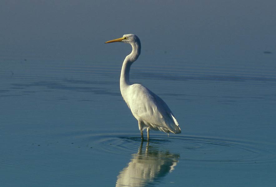 Egretta alba, Airone bianco maggiore