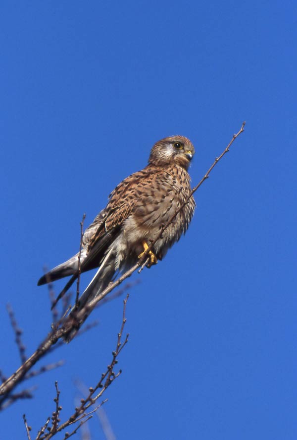 Falco tinnunculus, Gheppio