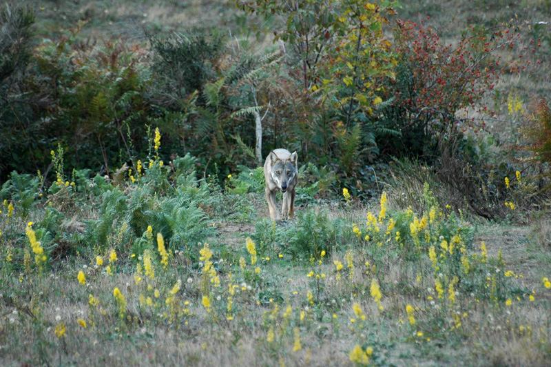 Lupo appenninico