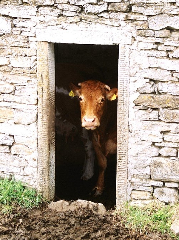 Mucca San Paolo in Alpe