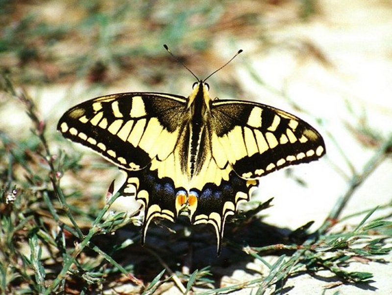 Papilio Machaon