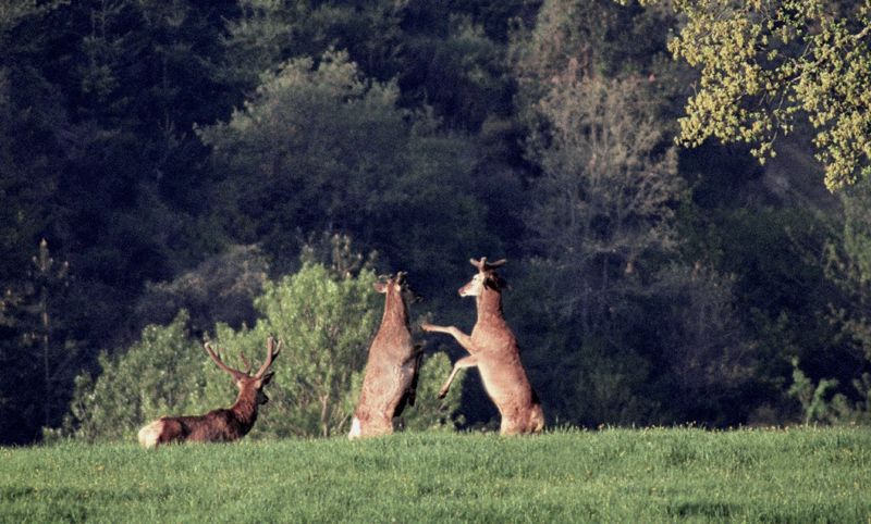 Boxe di Cervi