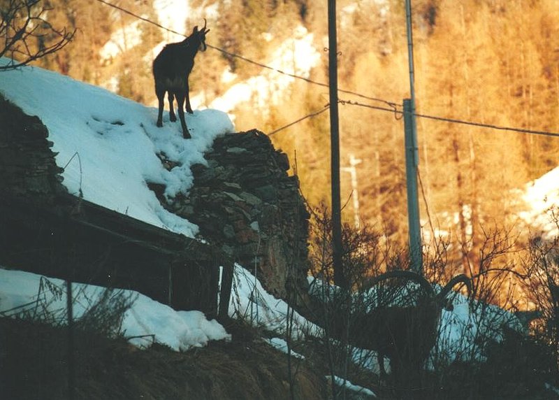 Camoscio e stambecco in Valsavaranche