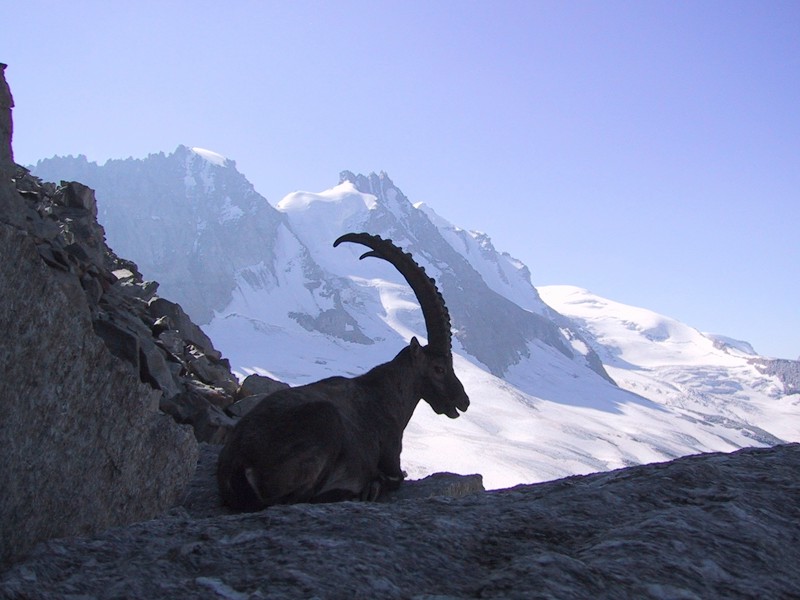 Stambecco visto dal Colle Ovest (3295 mt.)