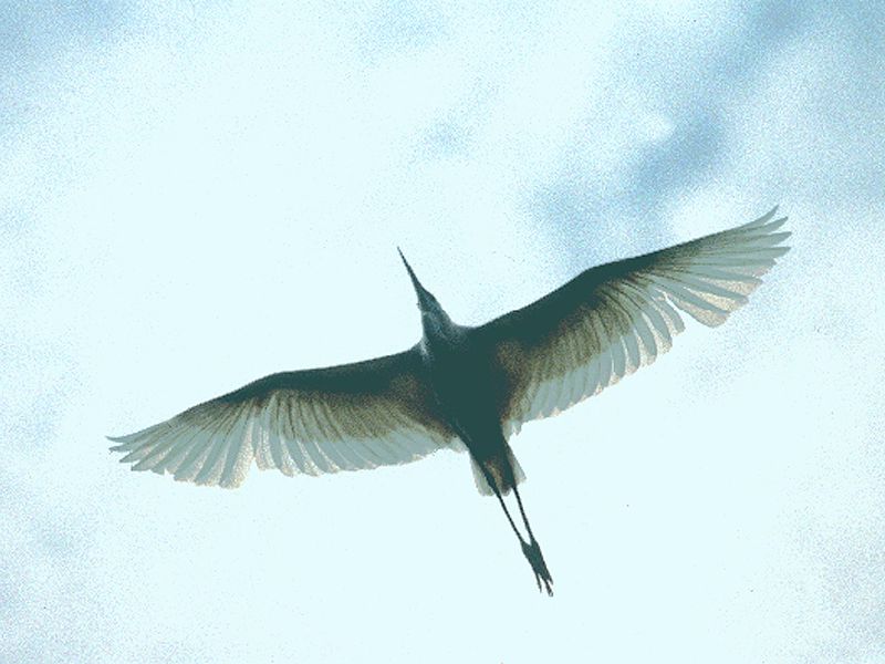 Egretta garzetta in uscita dalla garzaia