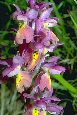 Orchidea (Orchis x co lemanii)