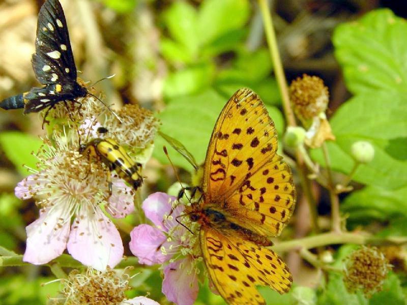 Insetti nel Parco