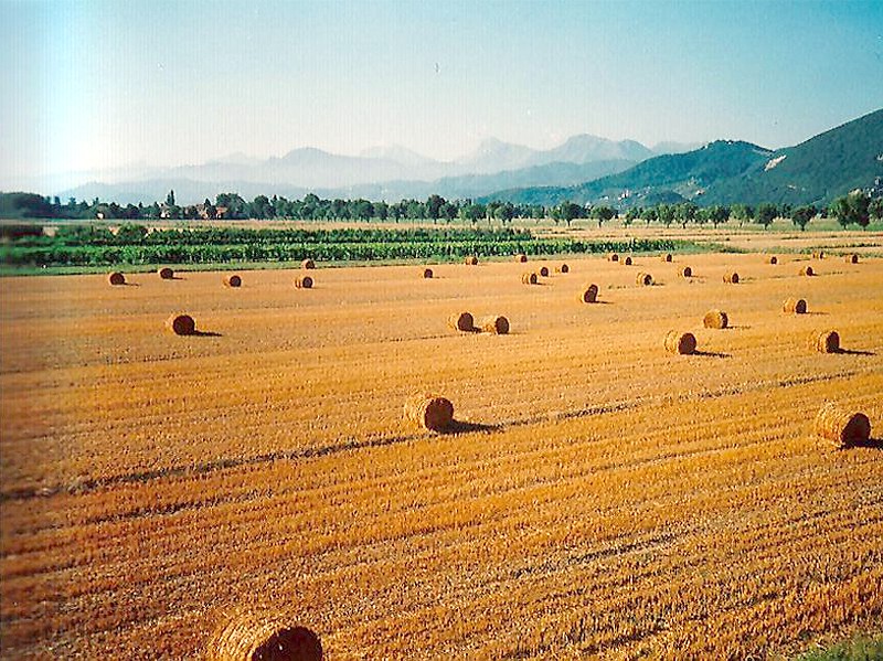 Campo di grano