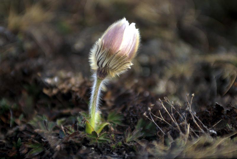 Pulsatilla alpina