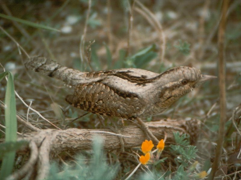 Picchio Torcicollo