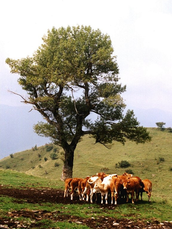 Mucche San Paolo in Alpe