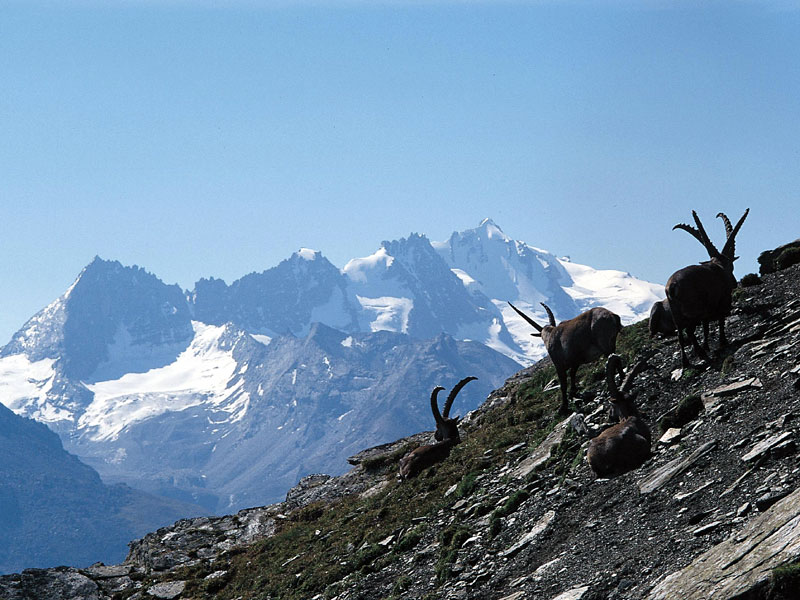 Stambecchi e massiccio Gran Paradiso