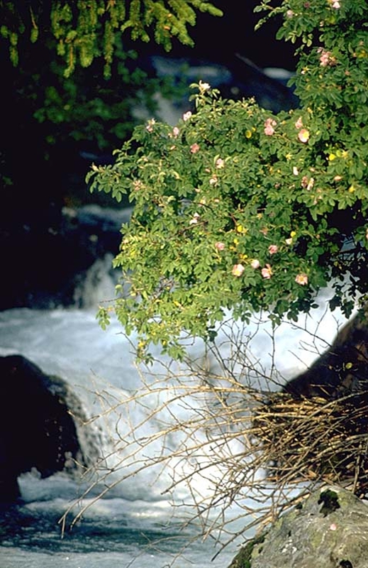 Rosa canina su torrente Brandét