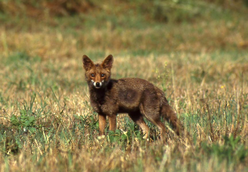 Vulpes vulpes, Volpe