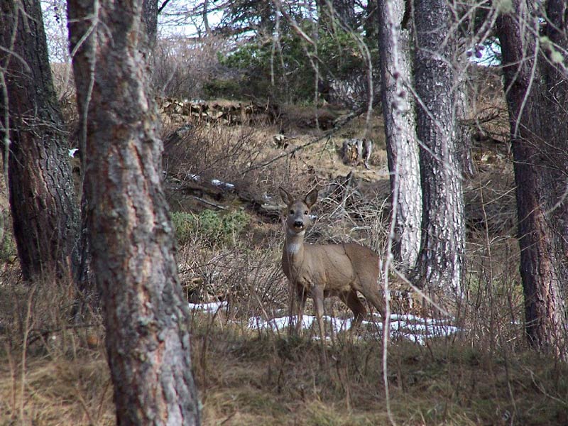 Capriolo