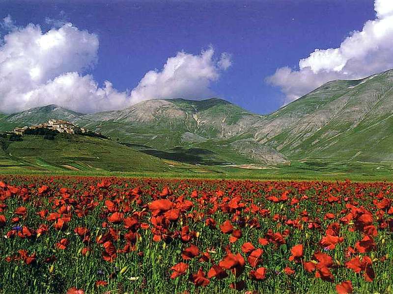 Fioritura a Castellaccio di Norcia