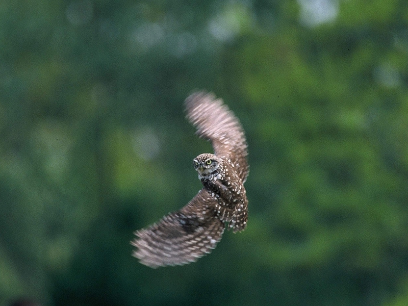 Volo di civetta