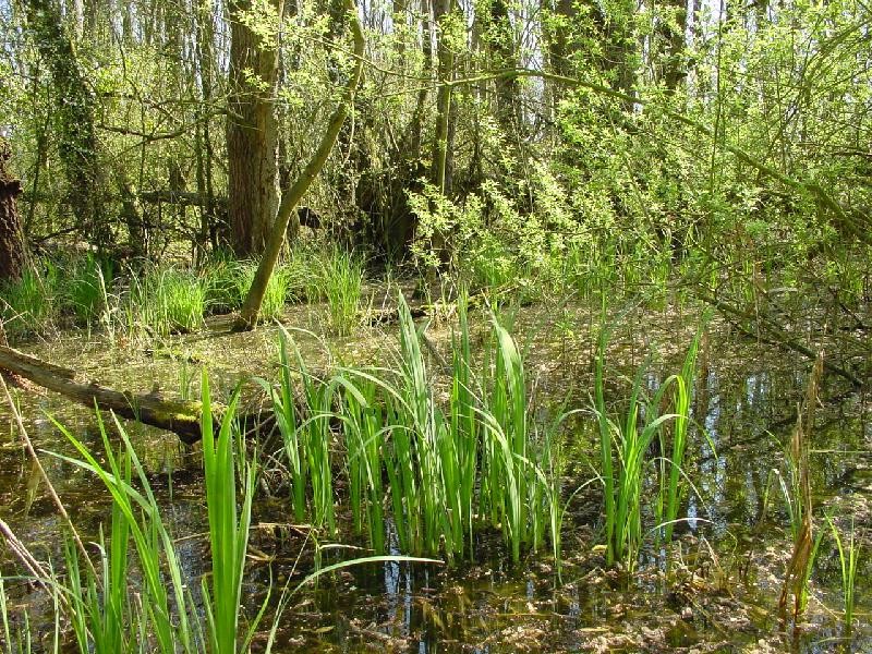 Oasi di Punte Alberete (Ravenna)