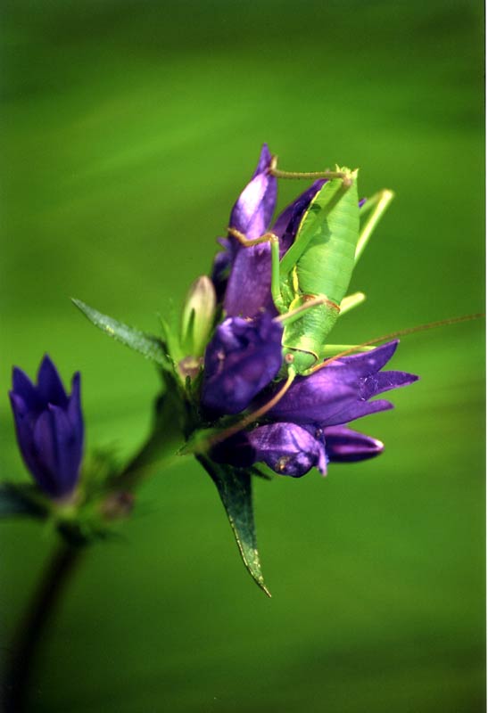 Grillo su Campanula