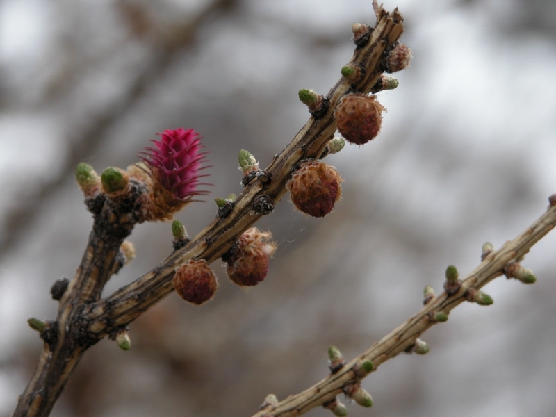 Fiori maschili e abbozzi degli strobili di Larix decidua Mill