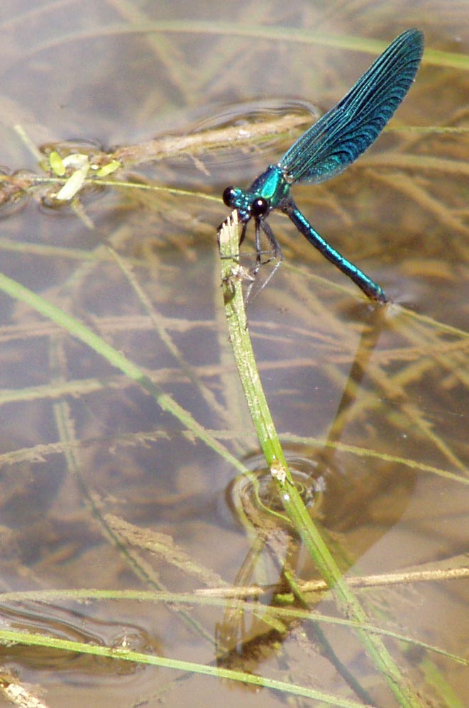 Libellula