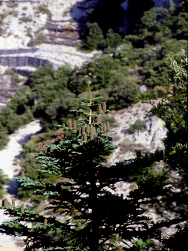 L'Abete delle Madonie (Abies nebrodensis)