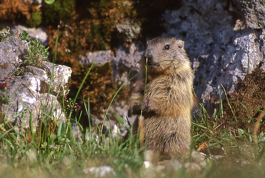 Marmotta