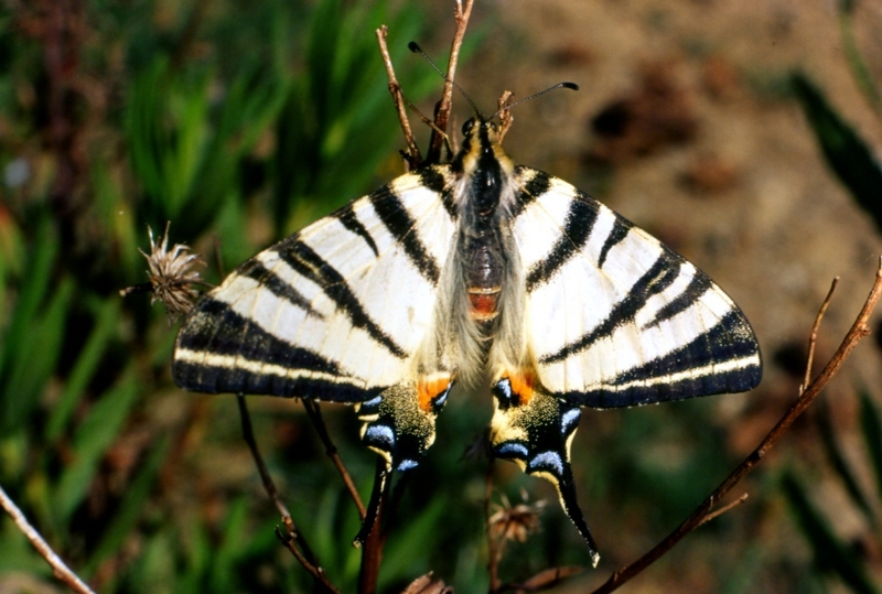 Iphiclides podalirius