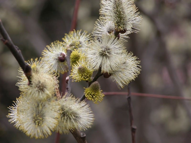 Fioritura del salicone (Salix caprea)