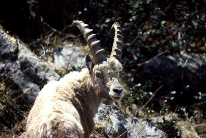 Curiosità di Stambecco