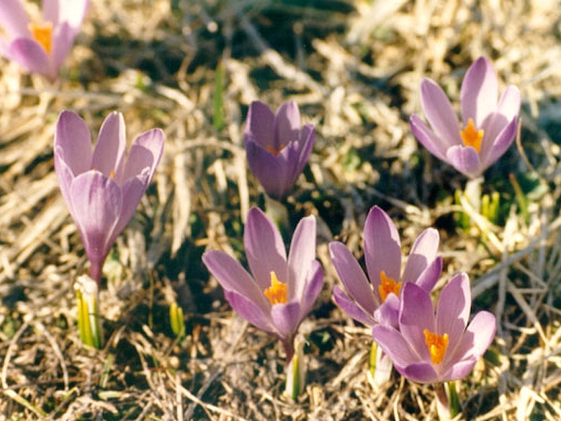 Piccoli Crocus