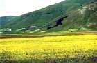 Castelluccio di Norcia