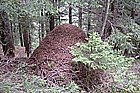 Anthill in the woods of Córteno