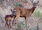 Female Roe Deer with Baby