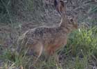 Common Hare