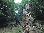 Beech tree wood
