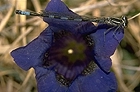 Libelle im Torfmoor in Aprica