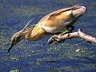 Squacco heron (Oasi Punte Alberete - RA)