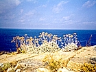 Flowers and sea in the Isola del Giglio