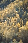 Larch wood with the colours of the autumn