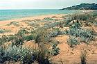 Mouth of the river Belice and adjacent dunes