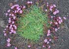 Cuscino di saponaria dell'Etna 