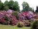 Rododendro-800.jpg