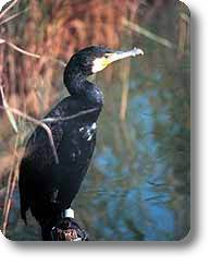 Cormorano