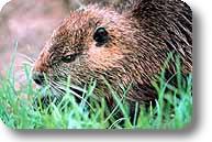 Nutria