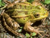 Aree Protette Del Po Torinese Autochthonous Breed And Meat Frogs Of