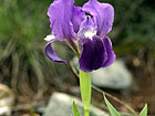 Iris Lutescens