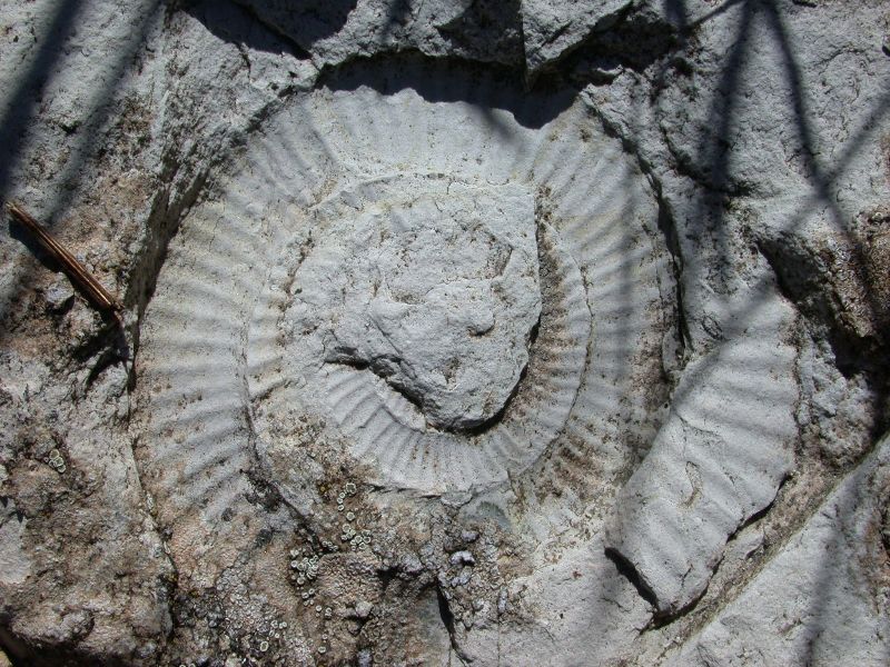 Ammonites Mt. Pellecchia
