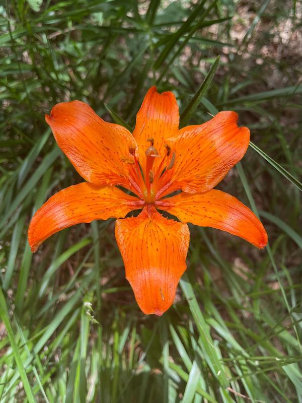 The Blossoming of the Saint John’s Lily