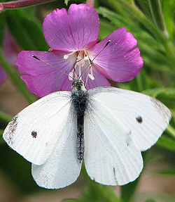 Farfalle bianche